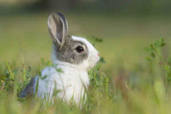 Dítě králík v trávě — Stock fotografie