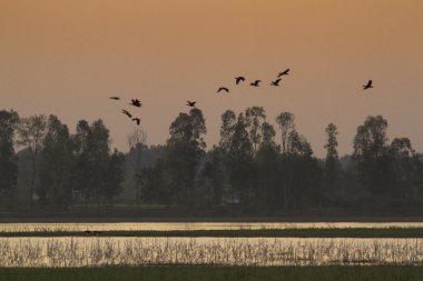 Nepal terai uçuşta angut