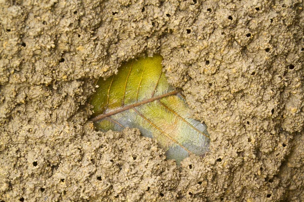 Hoja de otoño en montículo de termitas — Foto de Stock