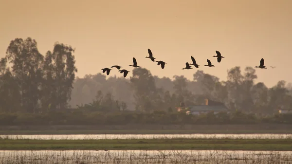 Červený shelduck letu v nepálské terai — Stock fotografie