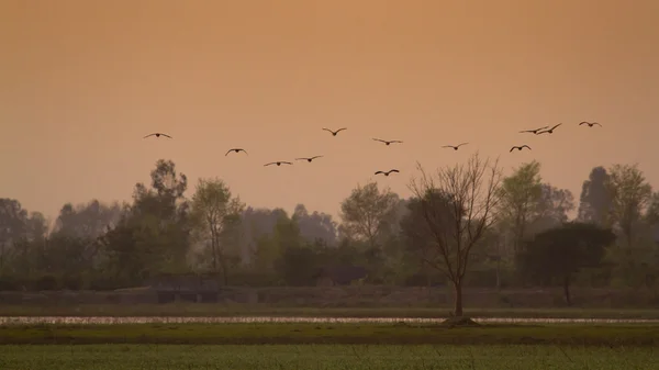 在尼泊尔 terai 沼泽的夕阳 — 图库照片