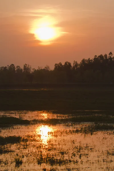 Sunset in terai swamp in Nepal — Stock Photo, Image