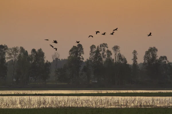 Ruddy shelduck flight in nepali terai — Stock Photo, Image