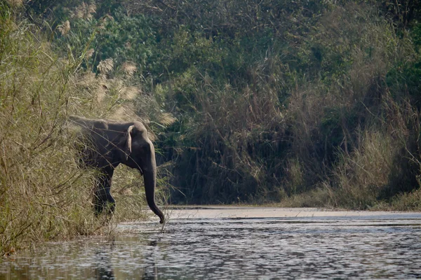 Indian elephant crossing river in Nepal — Stock Photo, Image