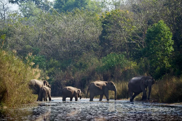 Grupo de elefantes asiáticos cruzando el río en Nepal —  Fotos de Stock