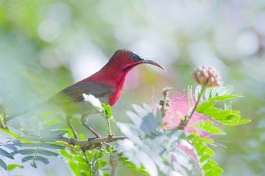 Crimson sunbird in Bardia Nepal clipart