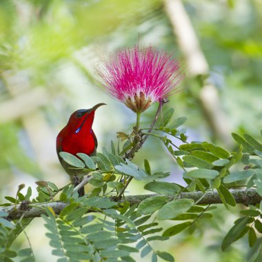 Bardia Nepal Kızıl sunbird