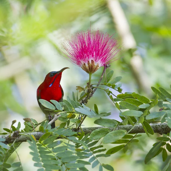 Crimson sunbird in Bardia Nepal — Stock Photo, Image