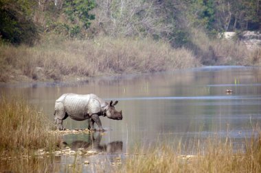 Greater One-horned Rhinoceros in Bardia, Nepal clipart