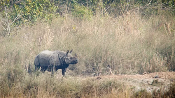 Rinoceronte de um chifre maior em Bardia, Nepal — Fotografia de Stock