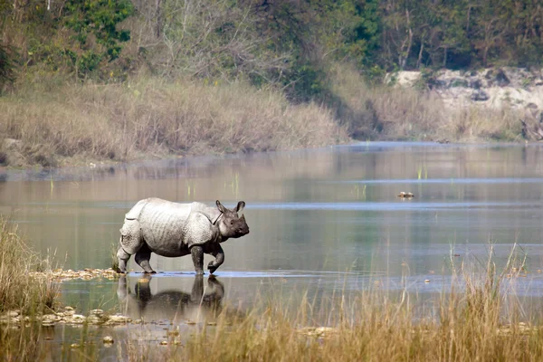 Gran rinoceronte de un cuerno en Bardia, Nepal — Foto de Stock