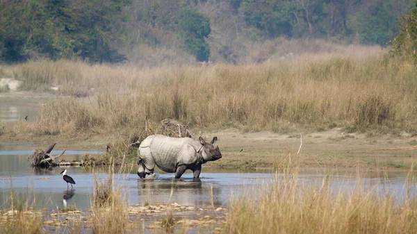 Gran rinoceronte de un cuerno en Bardia, Nepal — Foto de Stock