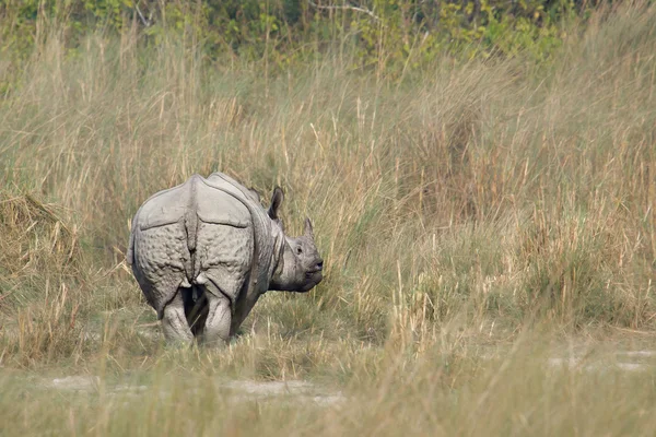 Rinoceronte de um chifre maior em Bardia, Nepal — Fotografia de Stock
