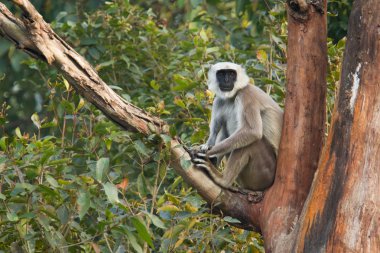 Hanuman langur Bardia Nepal