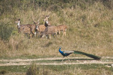 Indian peafowl and spotted deer in Nepal clipart