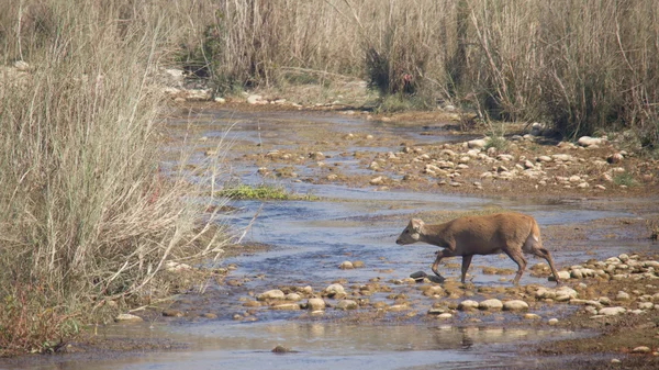 Wieprz jelenia przekraczania rzeki w Nepalu — Zdjęcie stockowe
