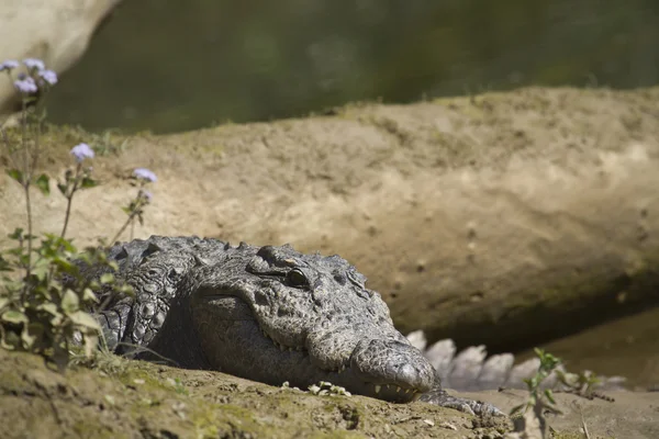 Crocodilo Mugger em Bardia, Nepal — Fotografia de Stock