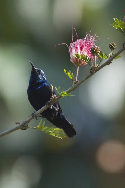 Paarse sunbird in Bardia, Nepal — Stockfoto