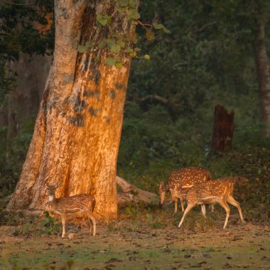 Bengal kaplanı Bardia Ulusal Park, Nepal