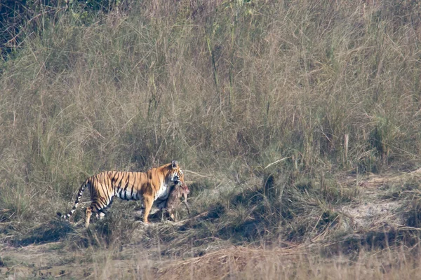 Tygrys Bengalski w Bardia Parku Narodowego, Nepal — Zdjęcie stockowe