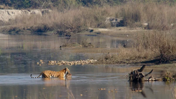 Tygrys Bengalski w Bardia Parku Narodowego, Nepal — Zdjęcie stockowe