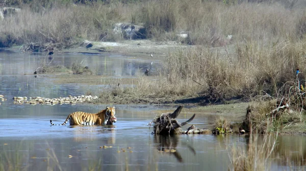 Tigre de Bengala en el parque nacional de Bardia, Nepal — Foto de Stock