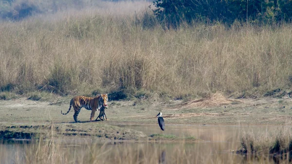 Tigre de Bengala en el parque nacional de Bardia, Nepal —  Fotos de Stock