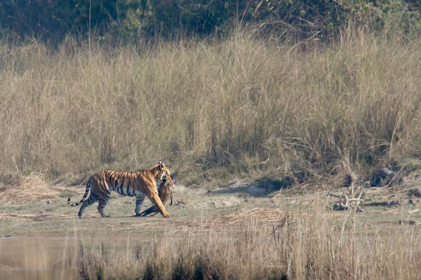 Tygrys Bengalski w Bardia Parku Narodowego, Nepal — Zdjęcie stockowe