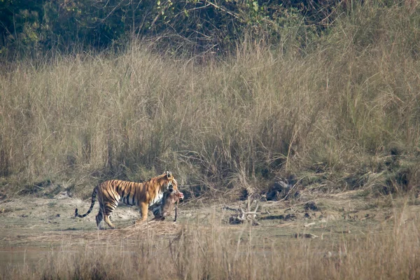 Tygrys Bengalski w Bardia Parku Narodowego, Nepal — Zdjęcie stockowe