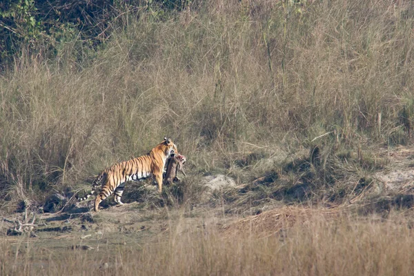 Бенгальський тигр в Bardia Національний парк, Непал — стокове фото