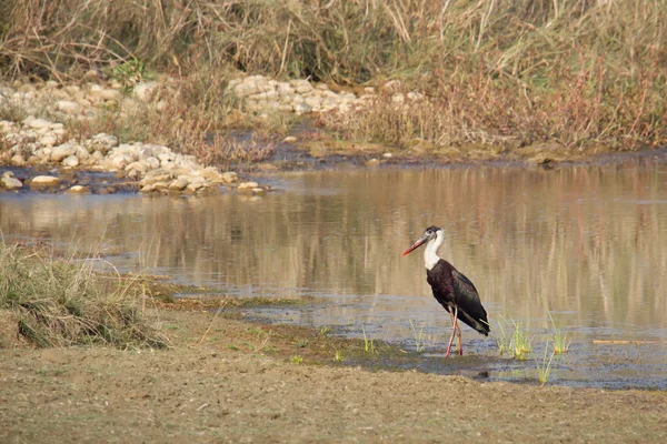 Ullig-necked stork i Nepal — Stockfoto