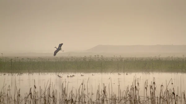 Létající heron v jezeře si terai v Nepálu — Stock fotografie