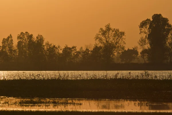 Por do sol no pântano nepali — Fotografia de Stock