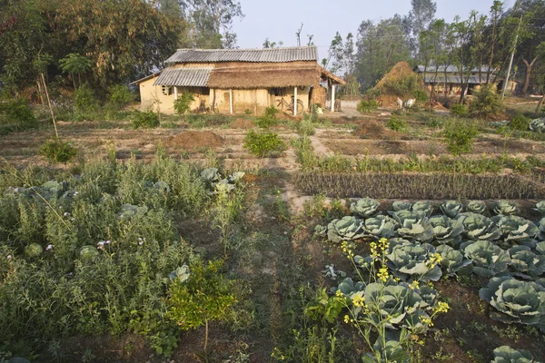 Vegetable garden in tharu house in Nepal — Stock Photo, Image