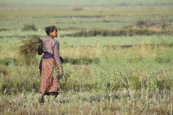 Tharu vrouw die werkt in gewas in Nepal — Stockfoto