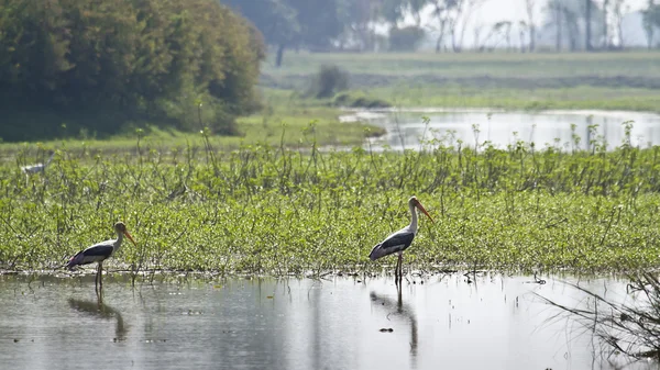 Målade Stork i nepali träsk — Stockfoto