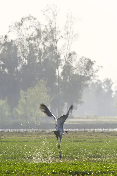 Take off of Sarus crane bird in nepali swamp — Stock Photo, Image