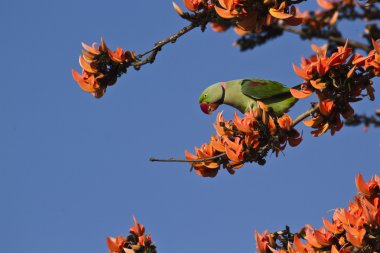 Alexandrine parakeet in Bardia, Nepal clipart