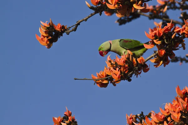 Alexandrine parakeet in Bardia, Nepal — Stock Photo, Image