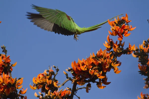 Alexandrine parakeet in Bardia, Nepal — Stock Photo, Image