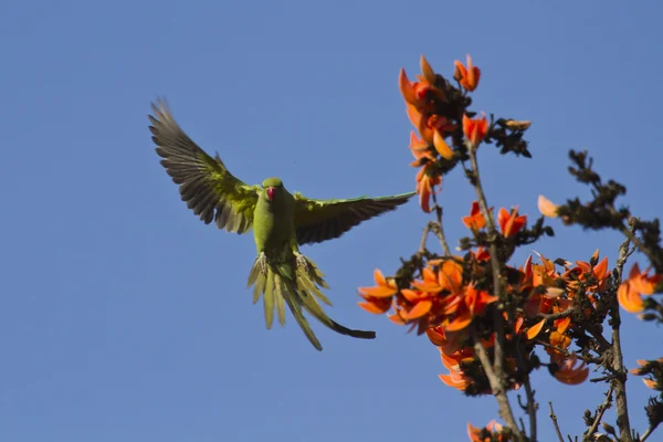 Rose-ringed parakeet in Bardia, Nepal — Stock Photo, Image