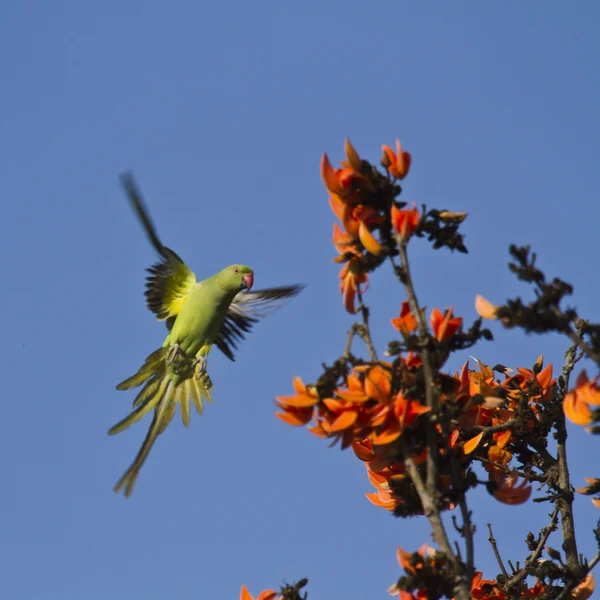 Rose-ringed parakeet in Bardia, Nepal — Stock Photo, Image