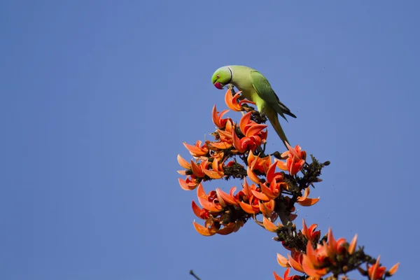 Rose-ringed parakeet in Bardia, Nepal — Stock Photo, Image