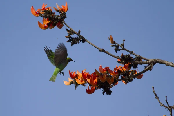 Golden-fronted leafbird in Bardia, Nepal — Stock Photo, Image