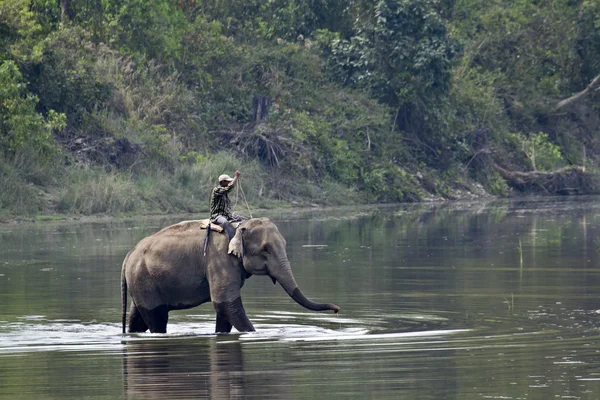 バルディア、ネパールの象使いと象を国内 — ストック写真