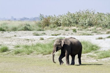 Wild asian elephant in Bardia, Nepal clipart