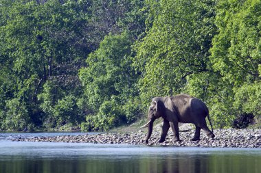 Bardia, Nepal vahşi Asya fili