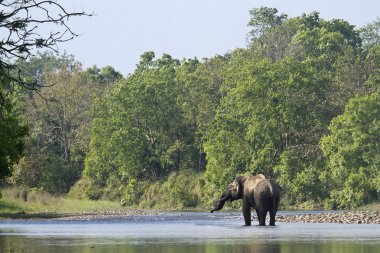 Bardia, Nepal vahşi Asya fili