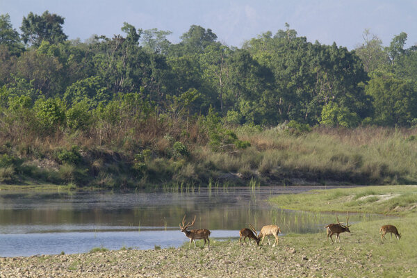 Spotted deer in nepali river landscape