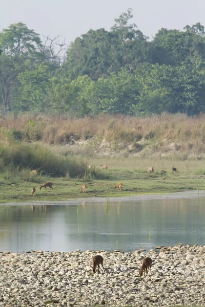 Ciervo en el paisaje del río Nepali —  Fotos de Stock